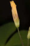 Great yellow woodsorrel